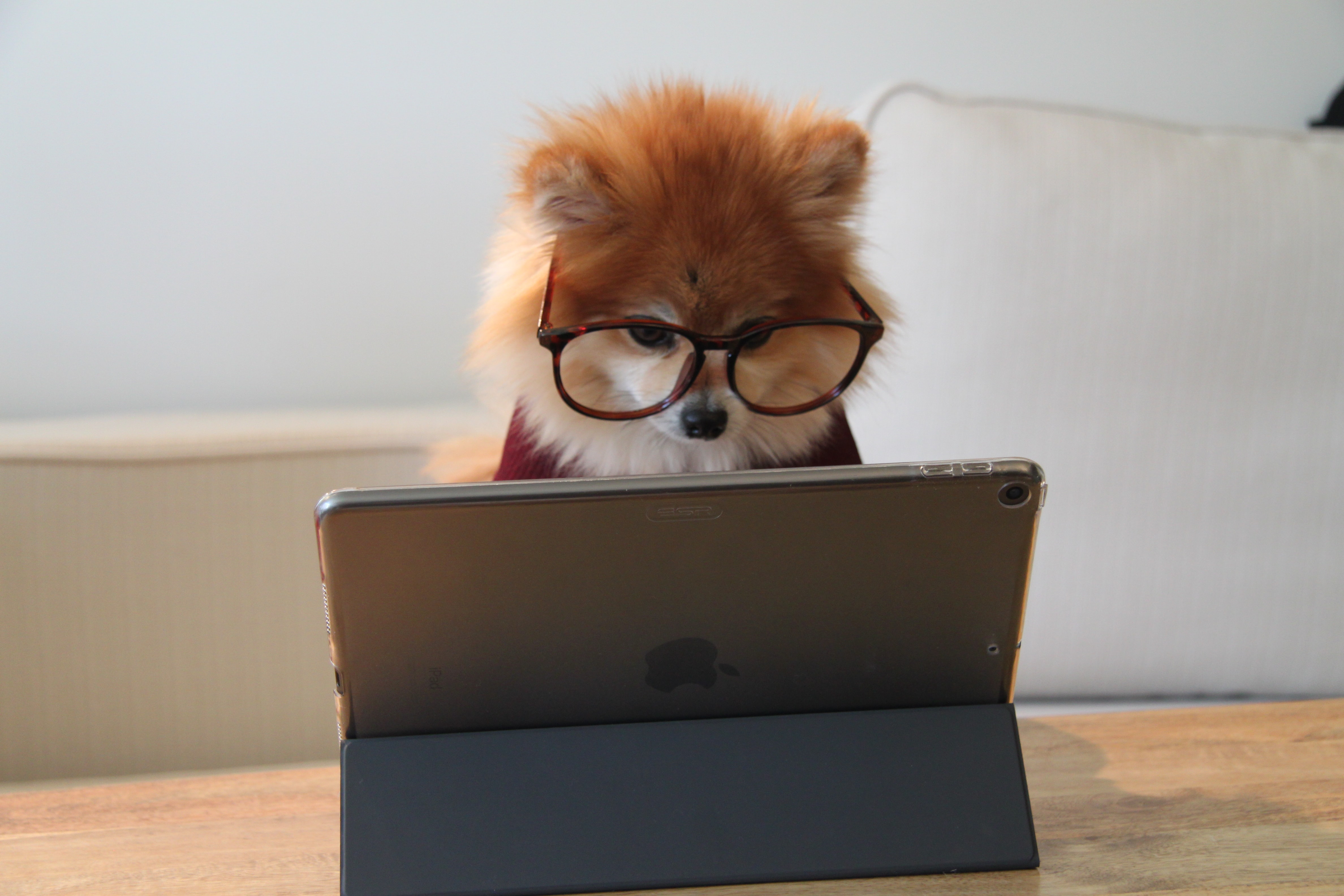 Programming picture by Cookie the Pom on Unsplash